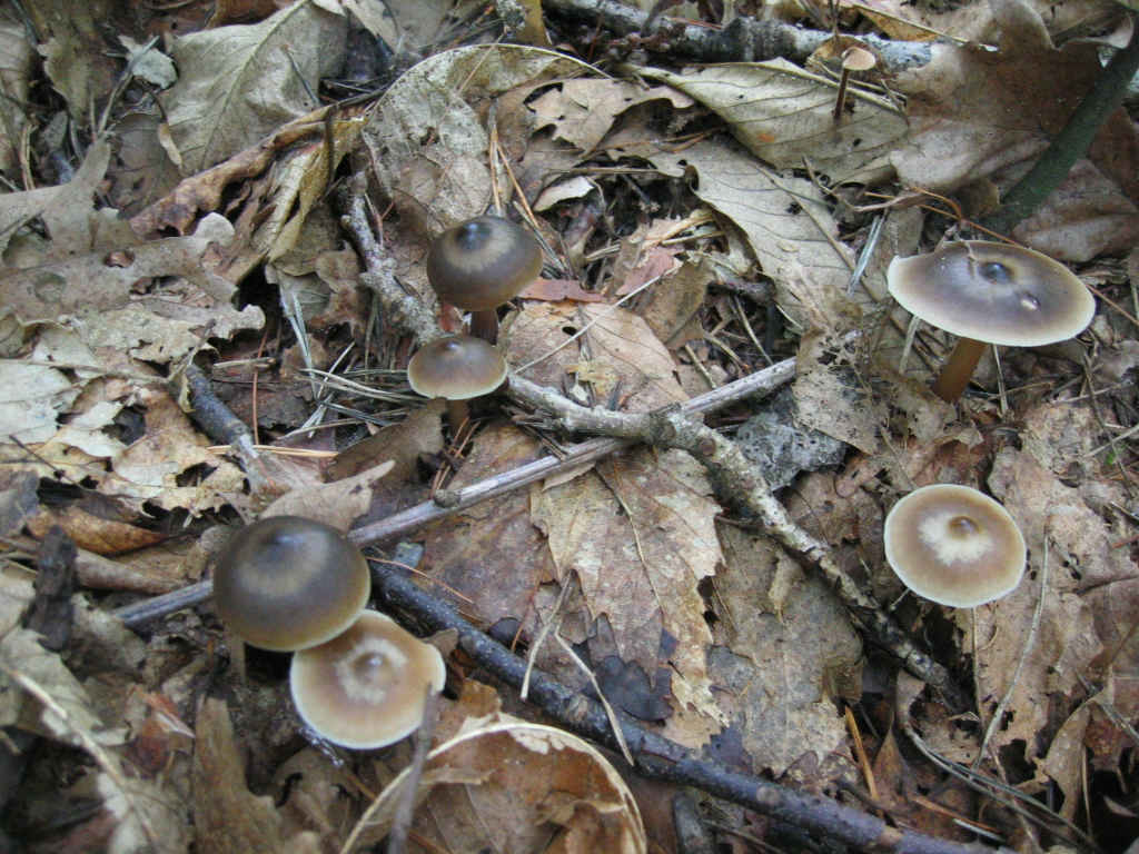 2005 :  Un anno di funghi